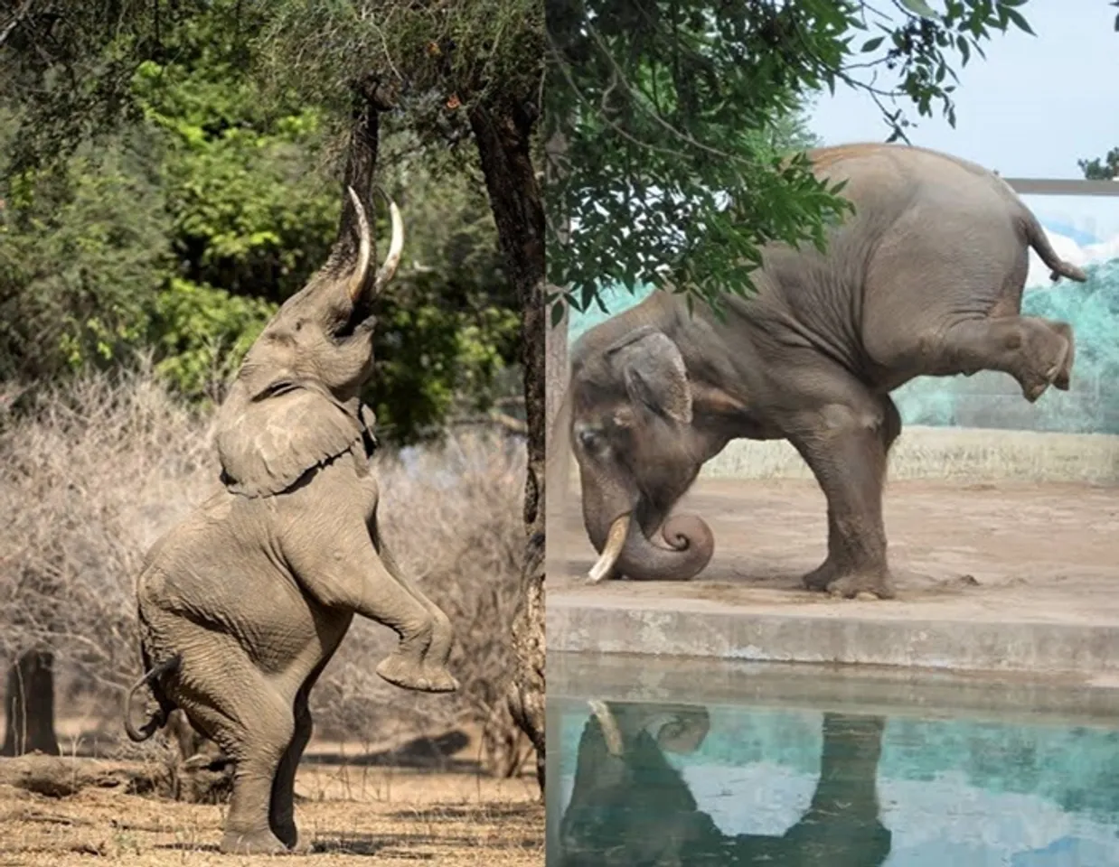 Baba Ramdev shared a photo of a baby Elephant doing Yoga