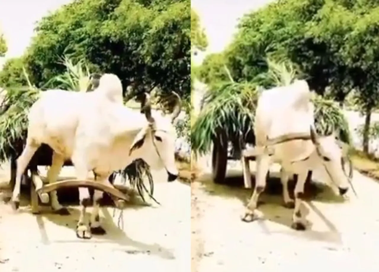 Trending Viral Video of bull pulling its own cart