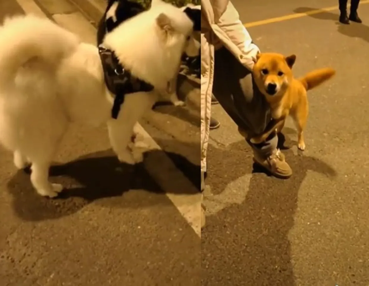 Trending viral video of a brave dog takes on his enemies