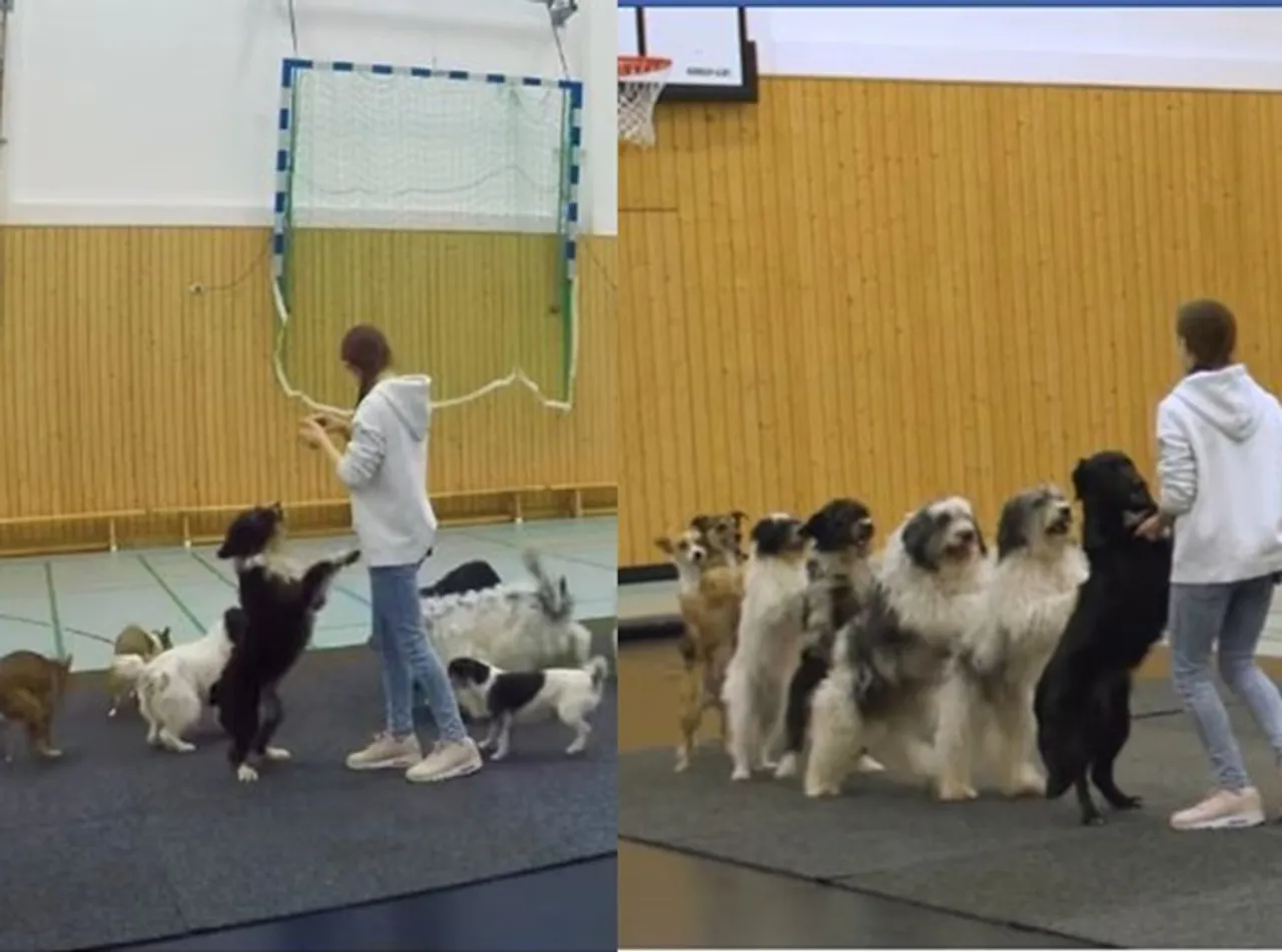 Viral Video of 8 Dogs Come Together To Set A World Record For Conga