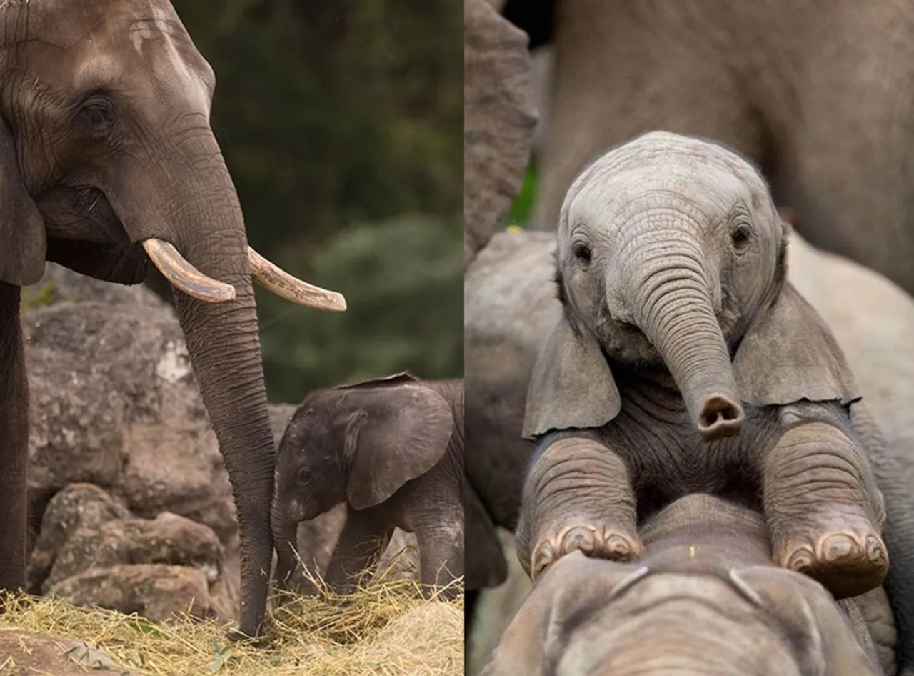 Baby elephant plays with its trunk video goes viral on social media