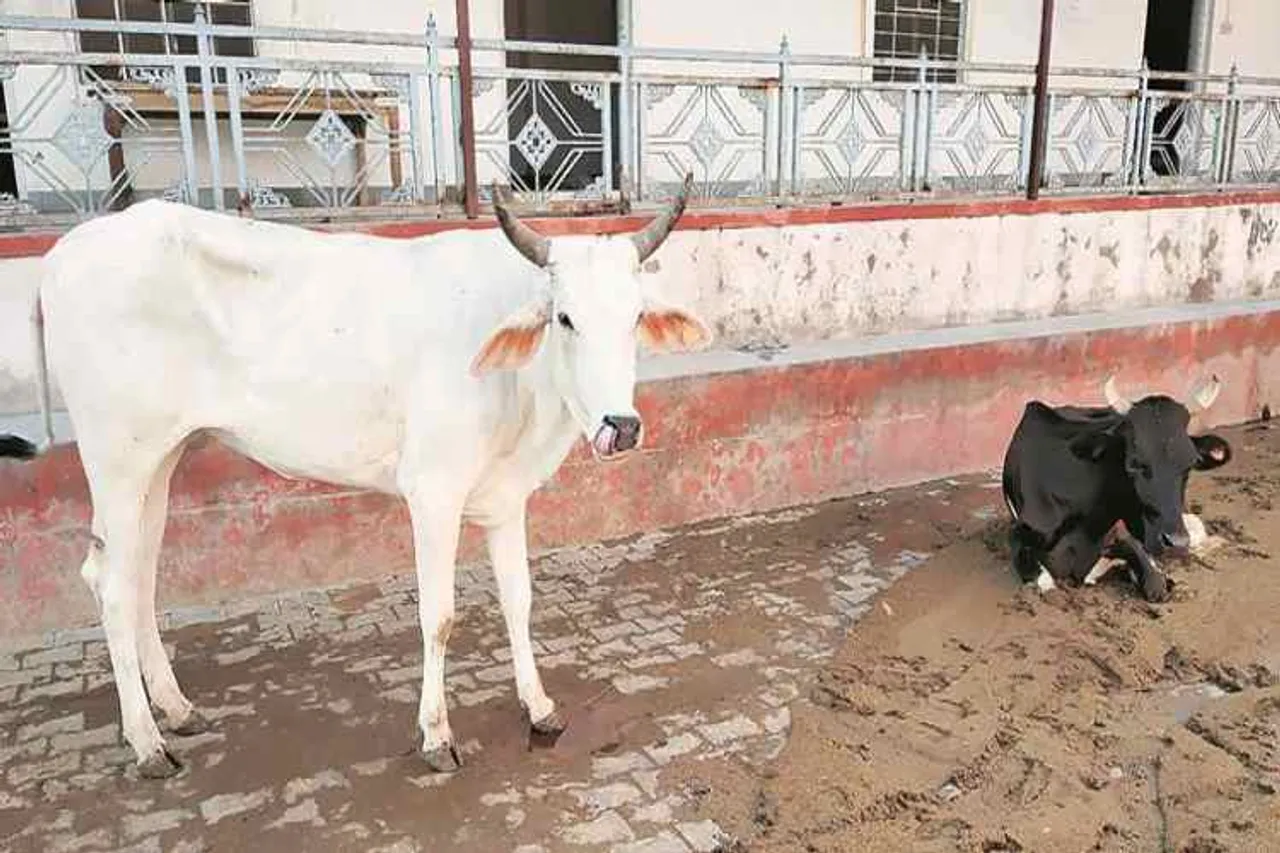 யானையைத் தொடர்ந்து பசு: மாவு உருண்டைக்குள் வெடிபொருள் வைத்துக் கொடுத்த ஆசாமி கைது