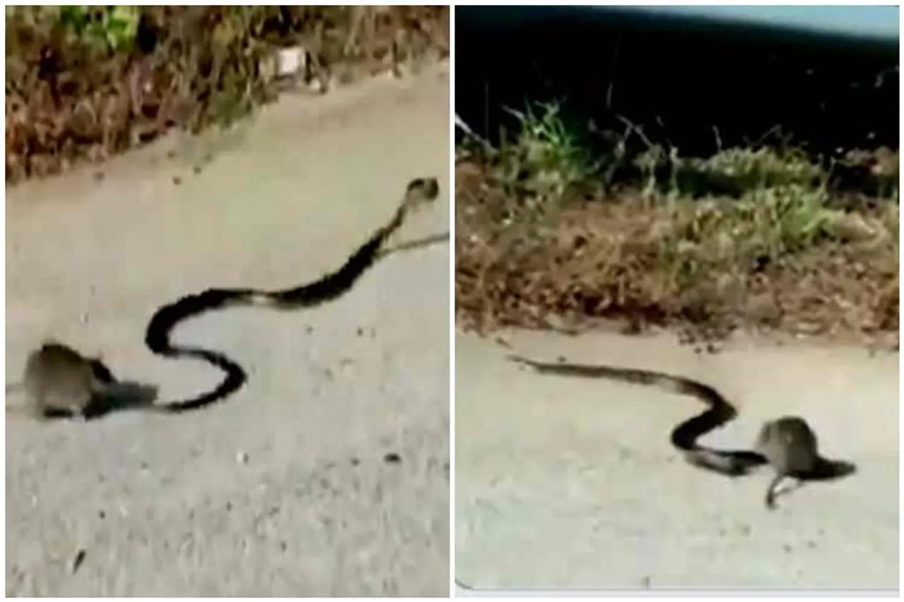 rat chasing snake for save rat kid, rat fighting with snake, rat fight with snake for save rat kid, பாம்புடன் சண்டையிட்ட எலி, எலி பாம்பு சண்டை, குட்டியைக் காப்பாற்ற பாம்புடன் சண்டையிட்ட எலி, வைரல் வீடியோ, viral video, trending video news, latest video news, latest viral video news, latest tamil video news