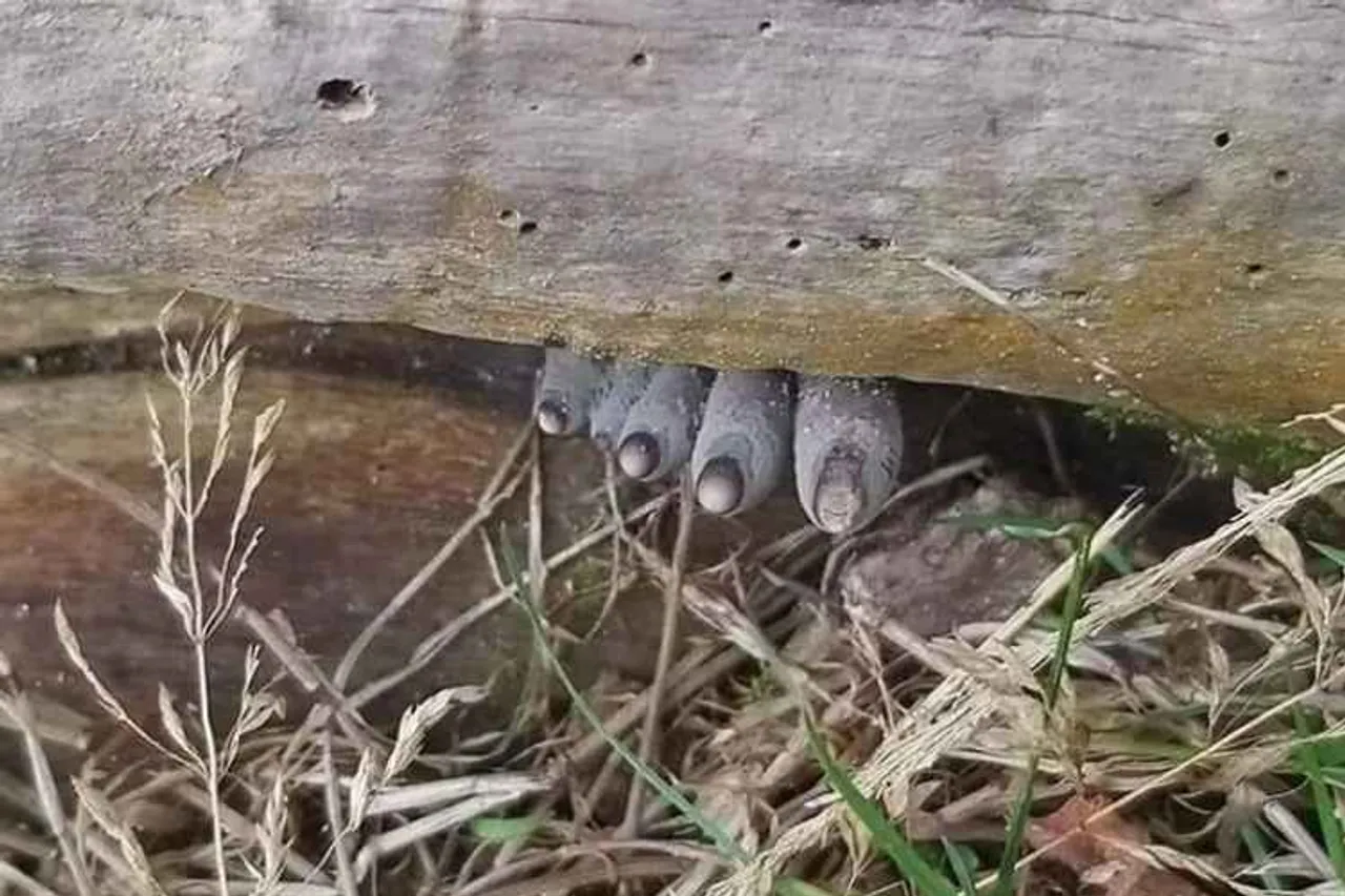 twitter, viral photo, Susanta Nanda, netizens, social networks, Dead Man's Fingers, fungus, viral photo