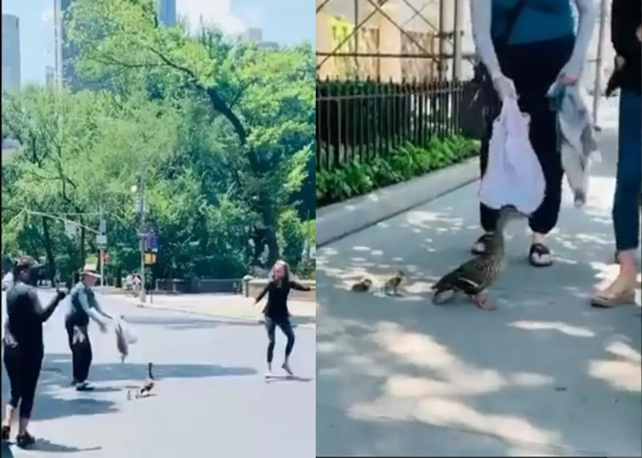 Congresswoman stops New York traffic to help ducks cross road, wins praise online
