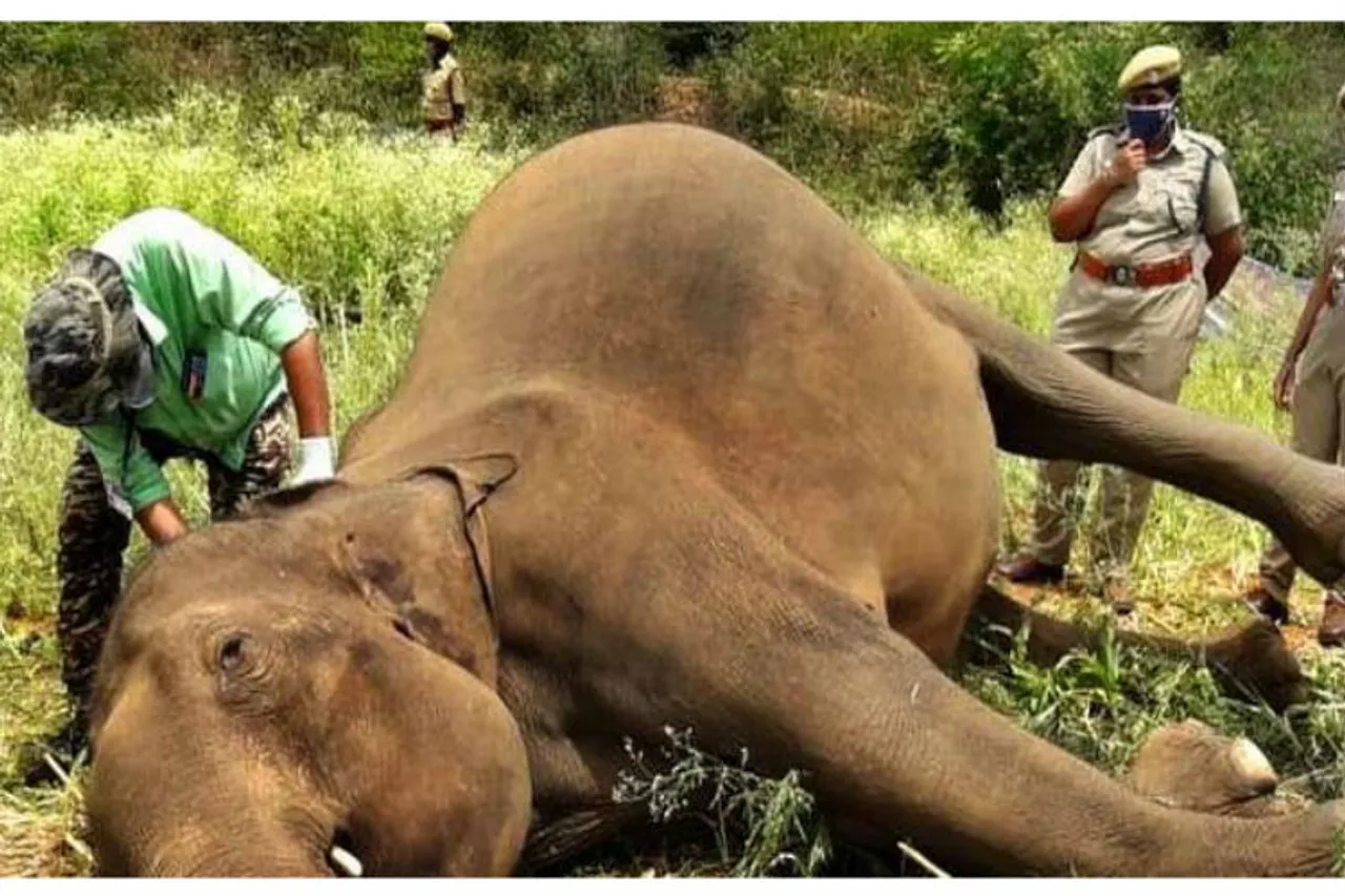 coimbatore elephant death