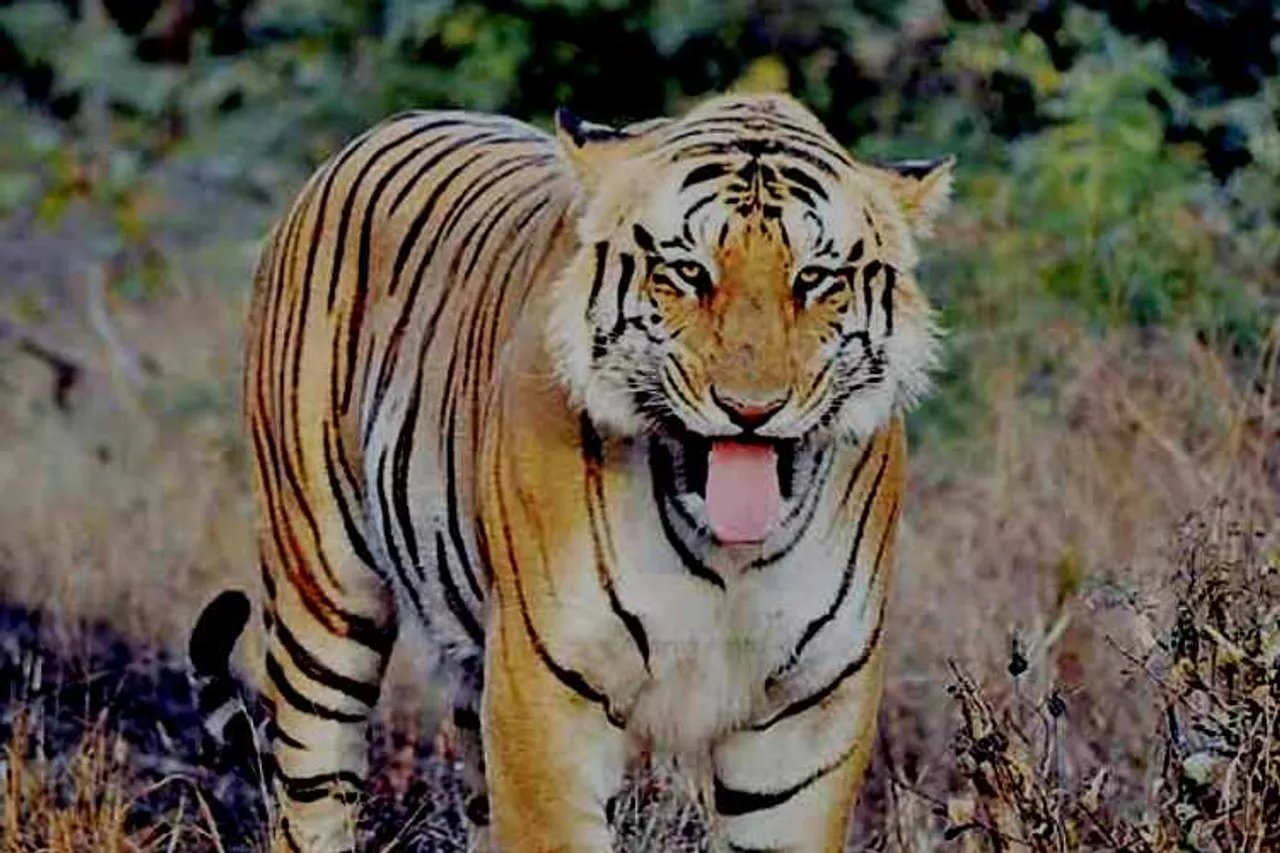 tigers fighting, tigers tough fighting, tigers fihgting viral video, tigers fights viral video, புலிகள் சண்டையிடும் வீடியோ, வைரல் வீடியோ, தமிழ் வரைல் செய்திகள், tamil viral news, tamil viral video news, latest trending video news, tamil trending video news