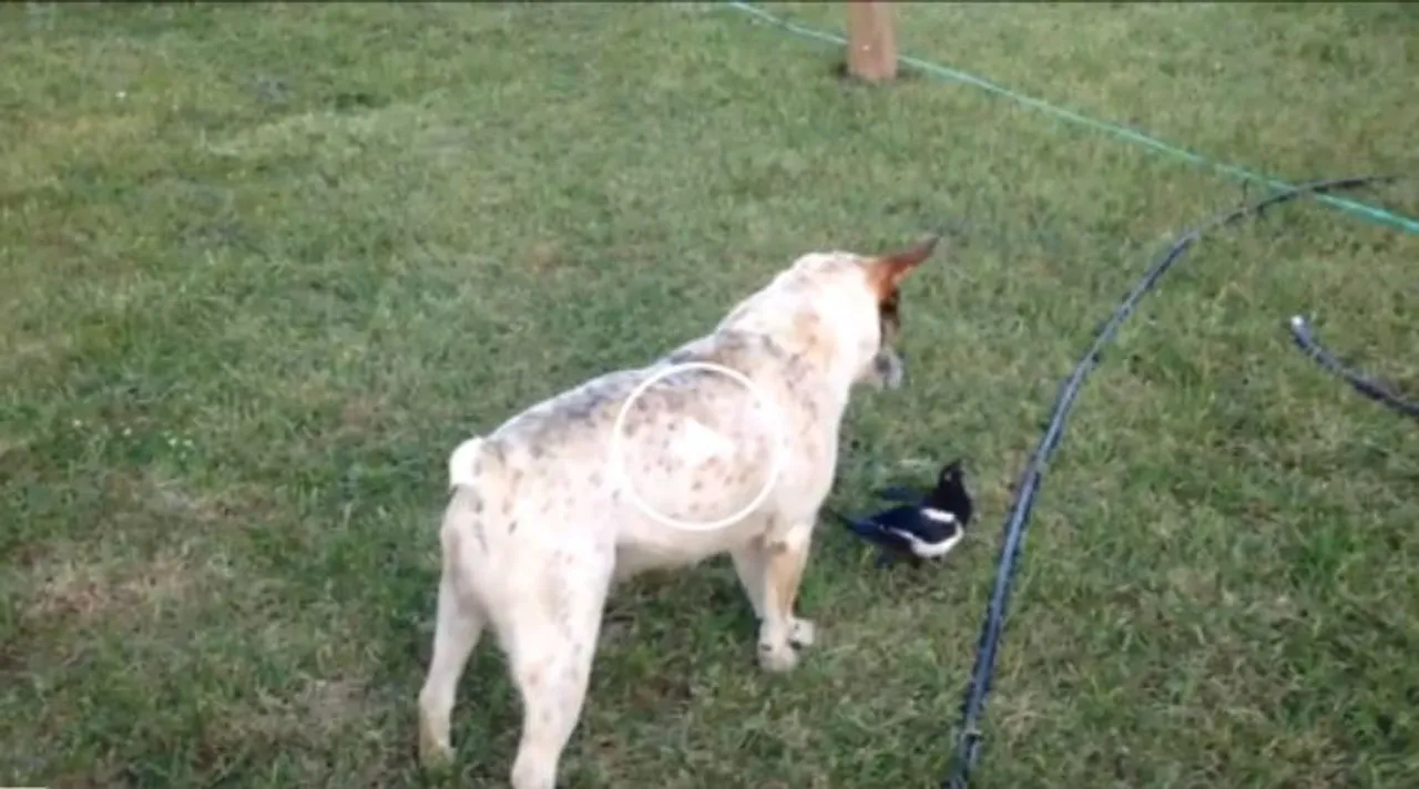 Viral Video, dog and bird playing together