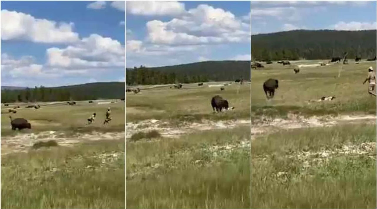bison charged a woman, woman escaped from bison chaged, woman escaped by her intelligent, viral video, காட்டெருமையிடம் இருந்து தப்பிய பெண், வரைல் வீடியோ, டிரெண்டிங் வீடியோ, tamil viral news, tamil viral video news, bison chase woman, trending video