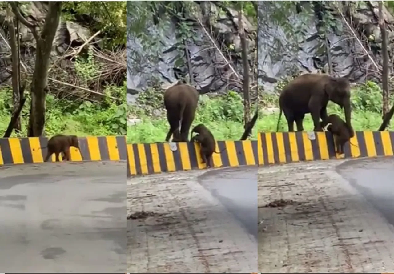 Trending viral video of elephant In Kerala uses trunk to help calf over barrier