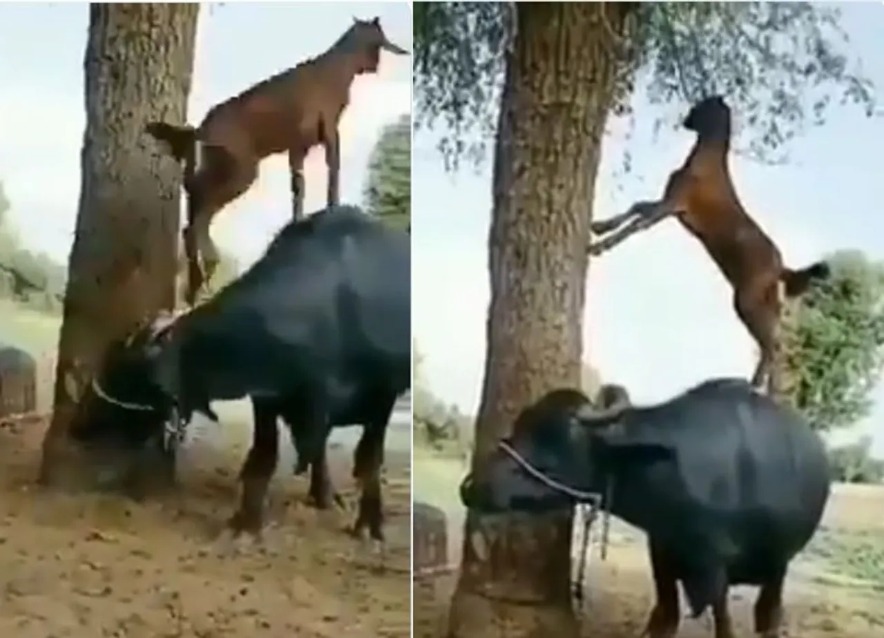 Trending viral video of clever goat climbs a buffalo to munch leaves