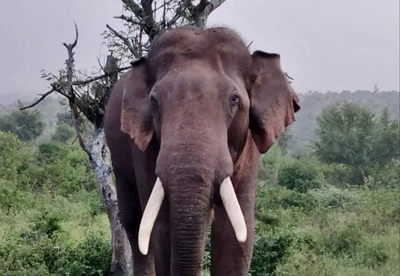 Mystery surrounds death of 32 years-old elephant relocated from Hosur after killing 3 people