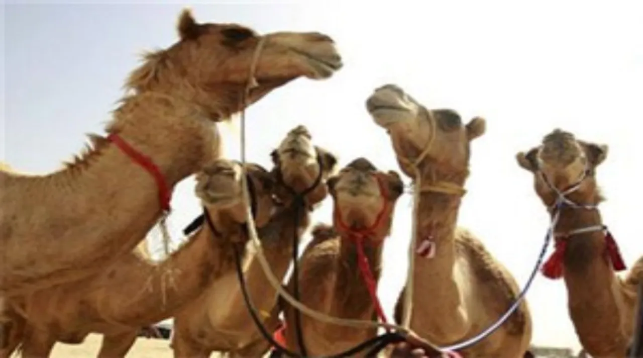Bakrid camel