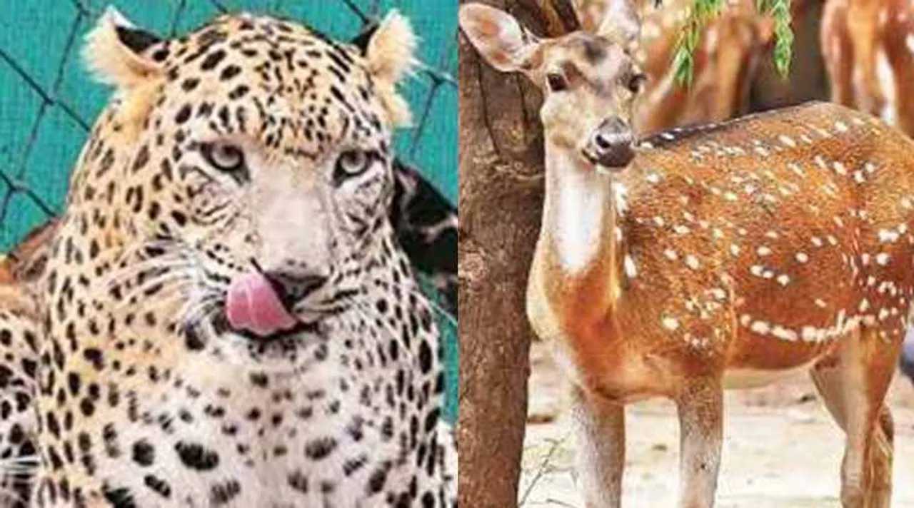 deer meets leopard, leopard meets deer, cheetah meets deer, சிறுத்தை, மான், சிறுத்தையை நேராக சந்தித்த மான், வைரல் வீடியோ, deer meets cheetah, viral video, tamil viral video news, tamil viral news, latest tamil news, latest trending video