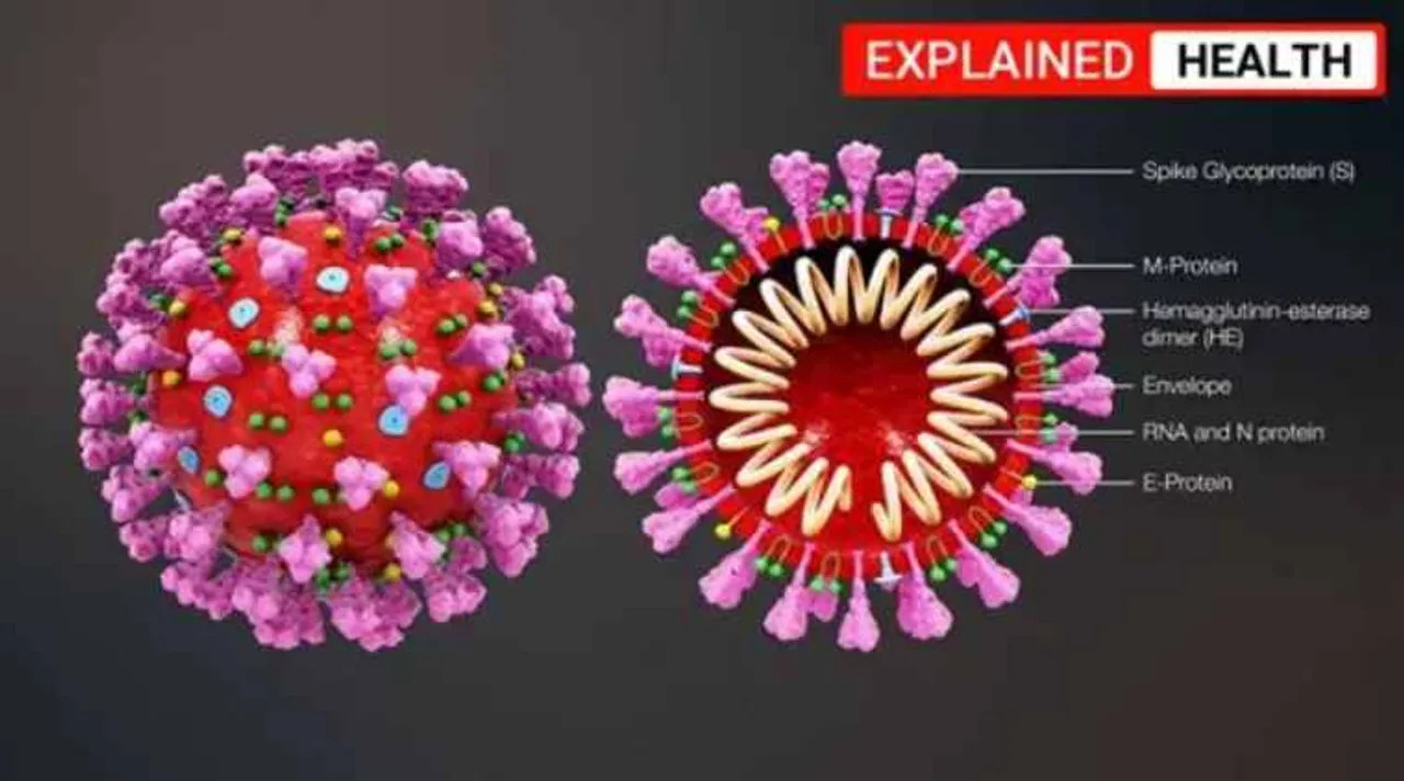 Coronavirus, Covid-19, SARS-CoV-2 spike protein, SARS CoV-2 human cell, coronavirus human cell, covid-19, coronavirus news, coronavirus tamil news, coronavirus tamil nadu news, coronavirus chennai news, coronavirus Tamil nadu, coronavirus outbreak