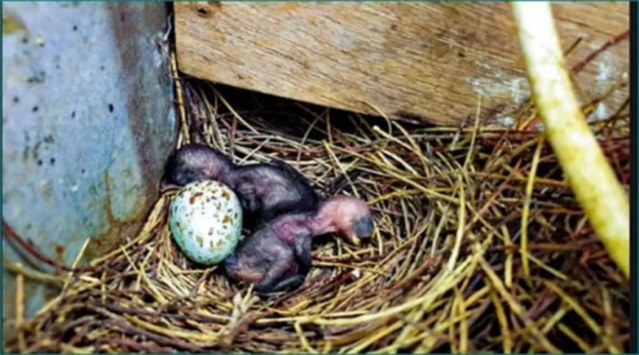 A village goes dark for 35 days to save the hatchlings of an Indian Robbin