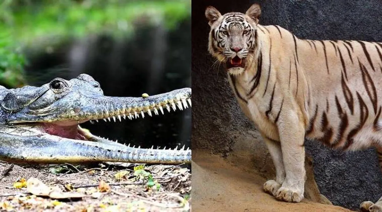 HCL to extend its support to Vandalur Zoo, Crocodile Bank