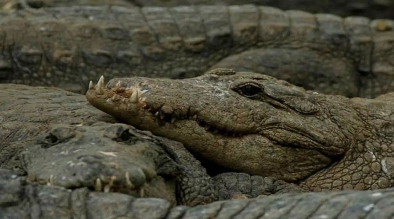 Madras Crocodile Bank amid coronavirus disease (COVID-19) outbreak, in Mahabalipuram