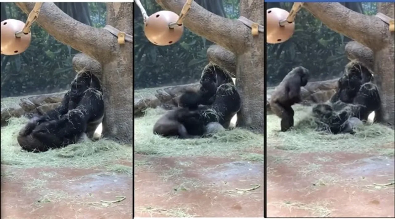 Trending viral video of gorilla’s refusal to play with young one