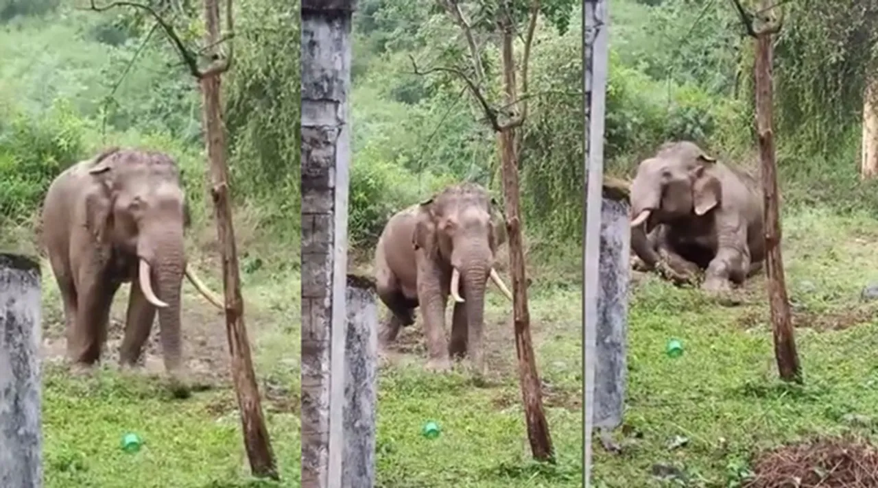 viral video of single tusker entered Parali EB quarters and playing on dirt