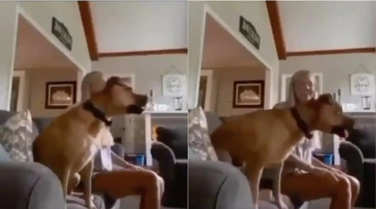 Trending viral video of dog watching the match on TV