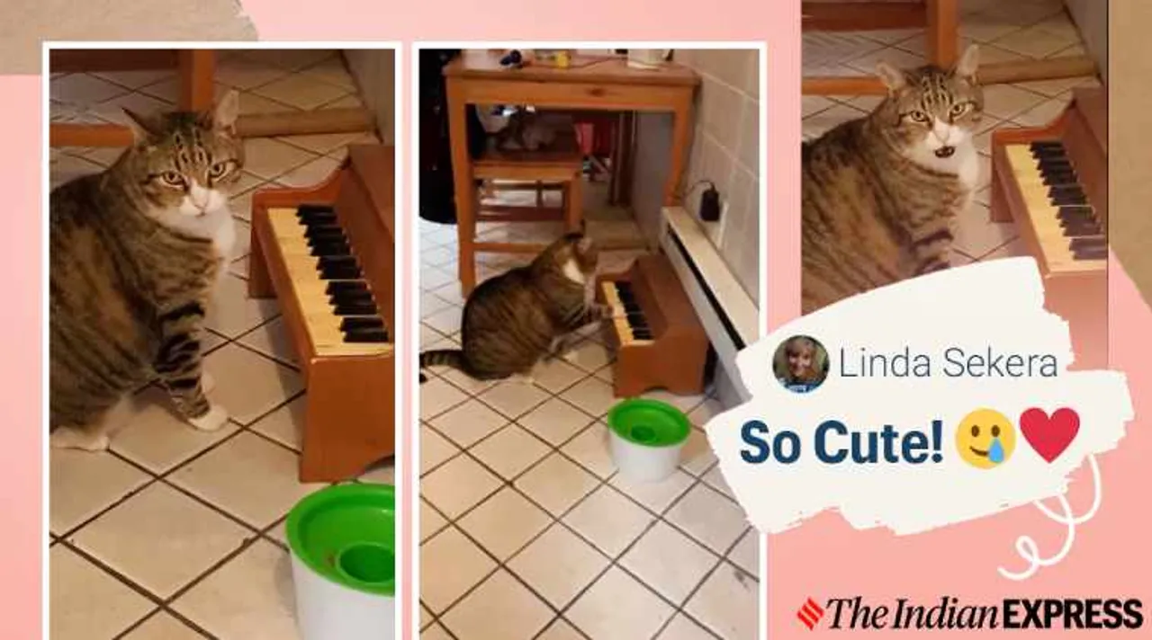 cat plays piano, cat piano for food, cat plays piano when hungry, winslow the cat, viral videos, cute cat videos, viral animal videos, indian express