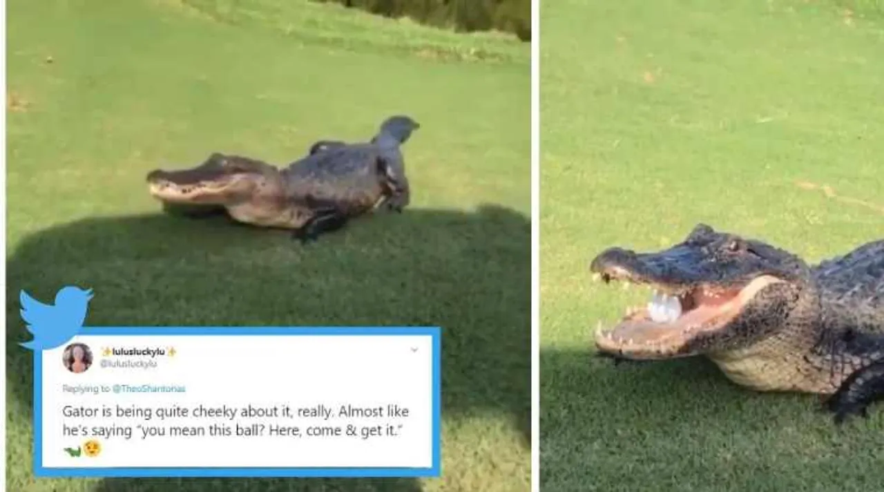 USA, Golf course, alligator videos, alligator golf ball video, giant alligator catches golf ball viral video, louisiana,trending news, indian express news