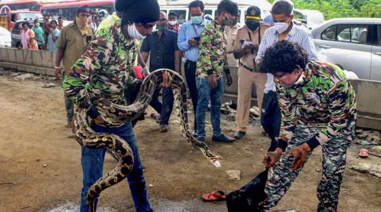 Snakes, Snake rescue, Python, Python rescue video, Mumbai, மும்பை, மலைப்பாம்பு மீட்பு, காருக்குள் புகுந்த மலைப்பாம்பு, வைரல் வீடியோ, வீடியோ, Python inside car, Viral video, Trending news, Tamil Indian Express, mumbai highways, python rescue video goes viral