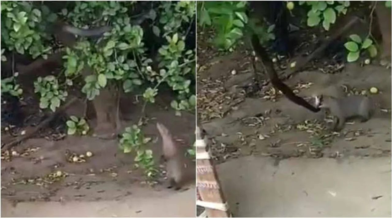 Mongoose, snake, mongoose snake fight, snake mongoose fight, mongoose snake fight viral video, கீரி பாம்பு சண்டை, கீரி பாம்பு சண்டை வீடியோ, வைரல் வீடியோ, viral video, wildlife, tamil news, tamil viral video news, tamil viral news, viral