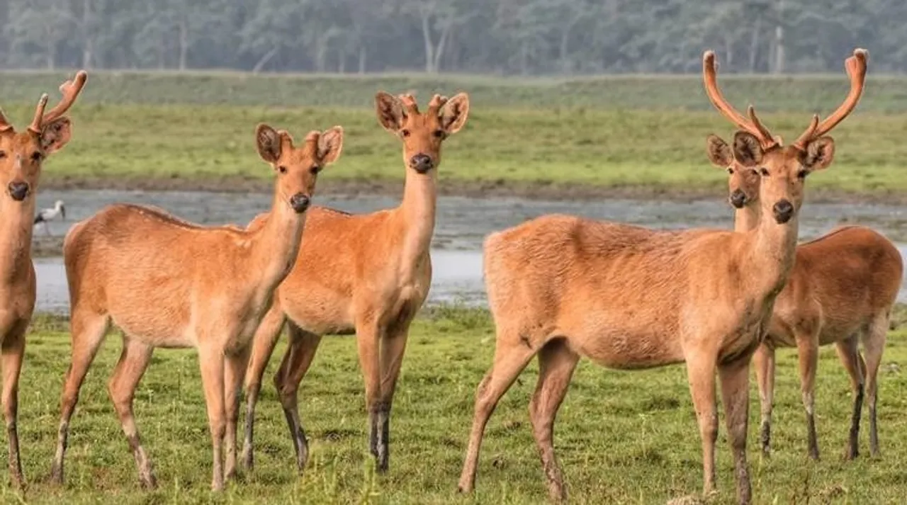 Assam’s Kaziranga opens to tourists after nearly eight months