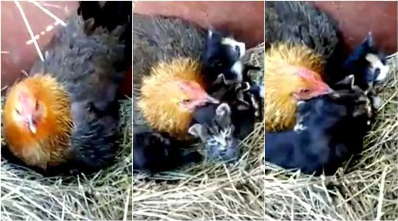 hen brood kittens, hen brood kittens like mother, பூனைக்குட்டிகளை அடைகாக்கும் கோழி, வைரல் வீடியோ, கோழி, பூனைக்குட்டிகள், hen broods kittens video, viral vidieo, tamil viral news, tamil viral video news, hen brood video, latest trending video news