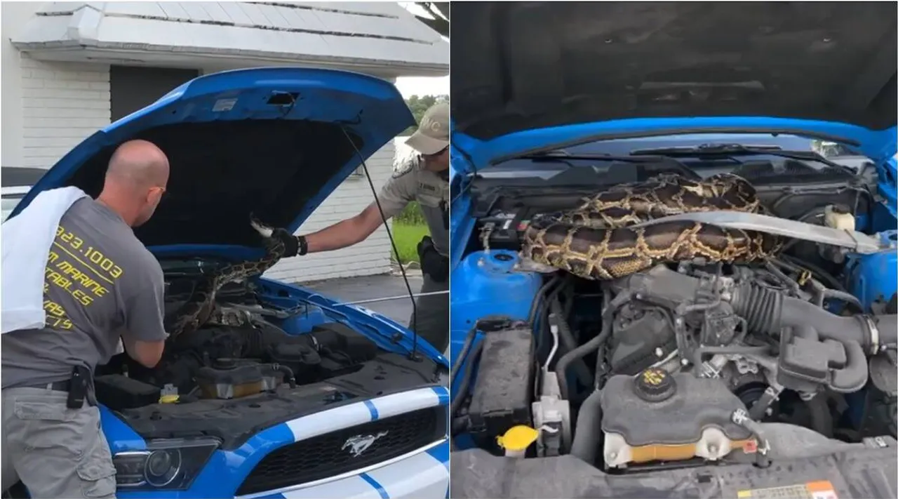 Florida wildlife officials rescue 10-foot-long python from Mustang engine