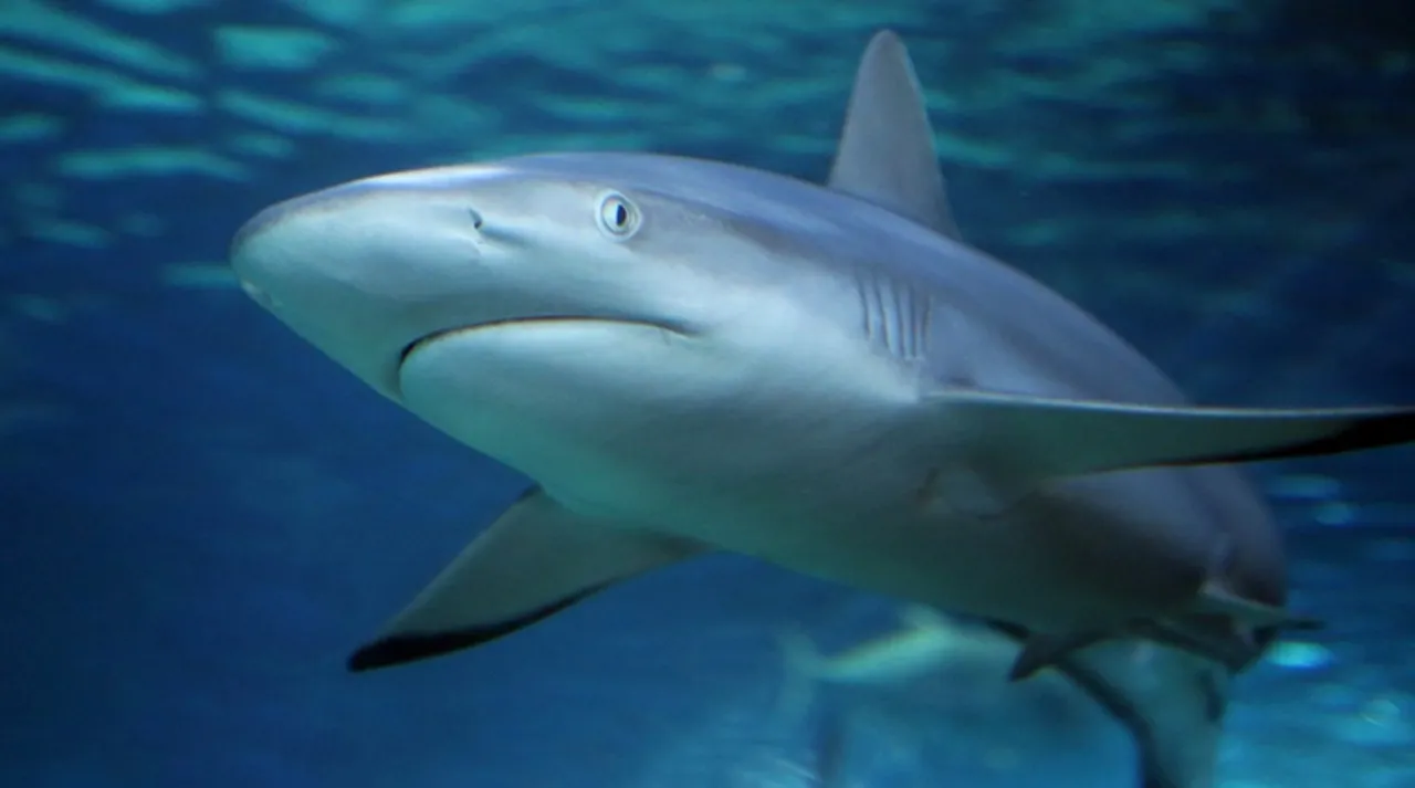 Half a million sharks may be killed to make Covid-19 vaccine say experts