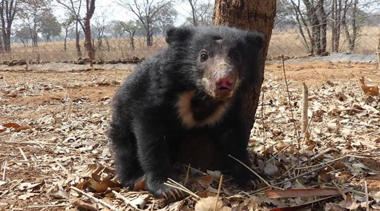 Bear in well viral video nellai district