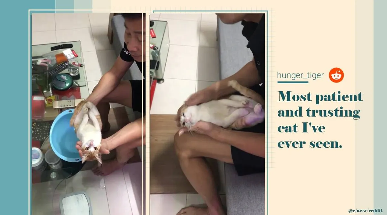 This video of a man using a cat to demonstrate how to bathe a baby is an internet hit