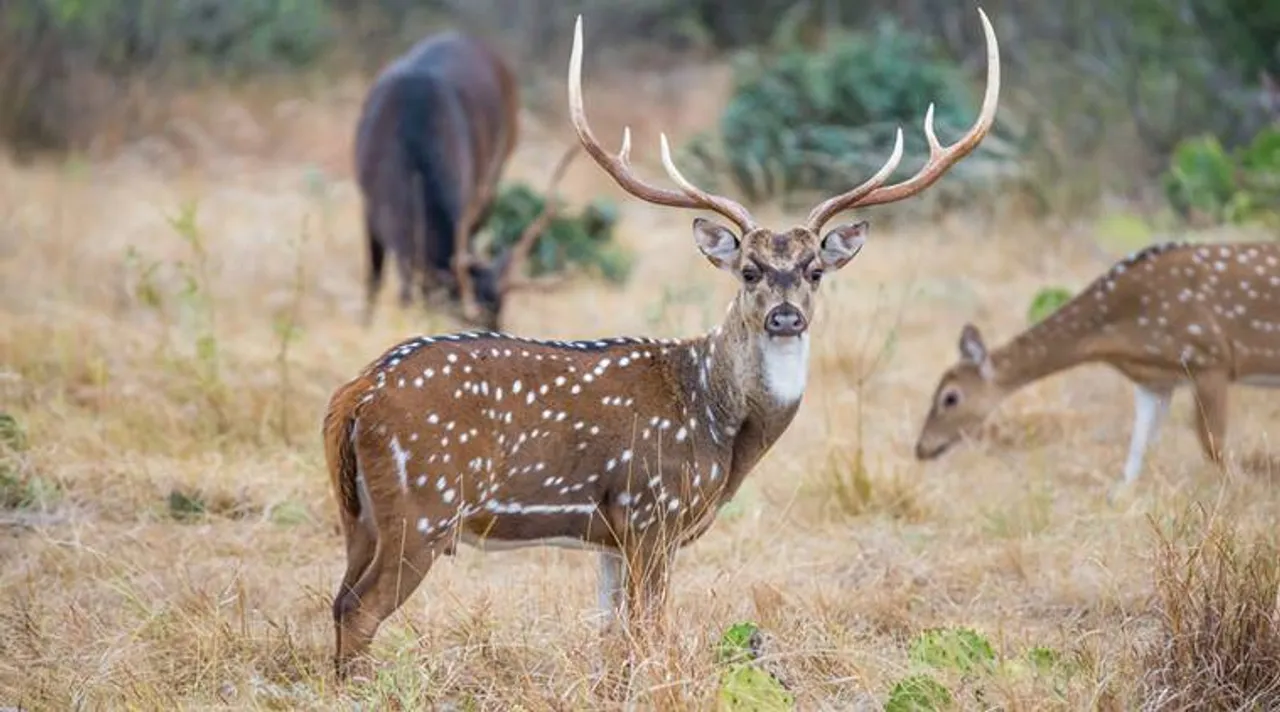 Five more deers died in chennai clri campus tamilnadu forest tamil news 