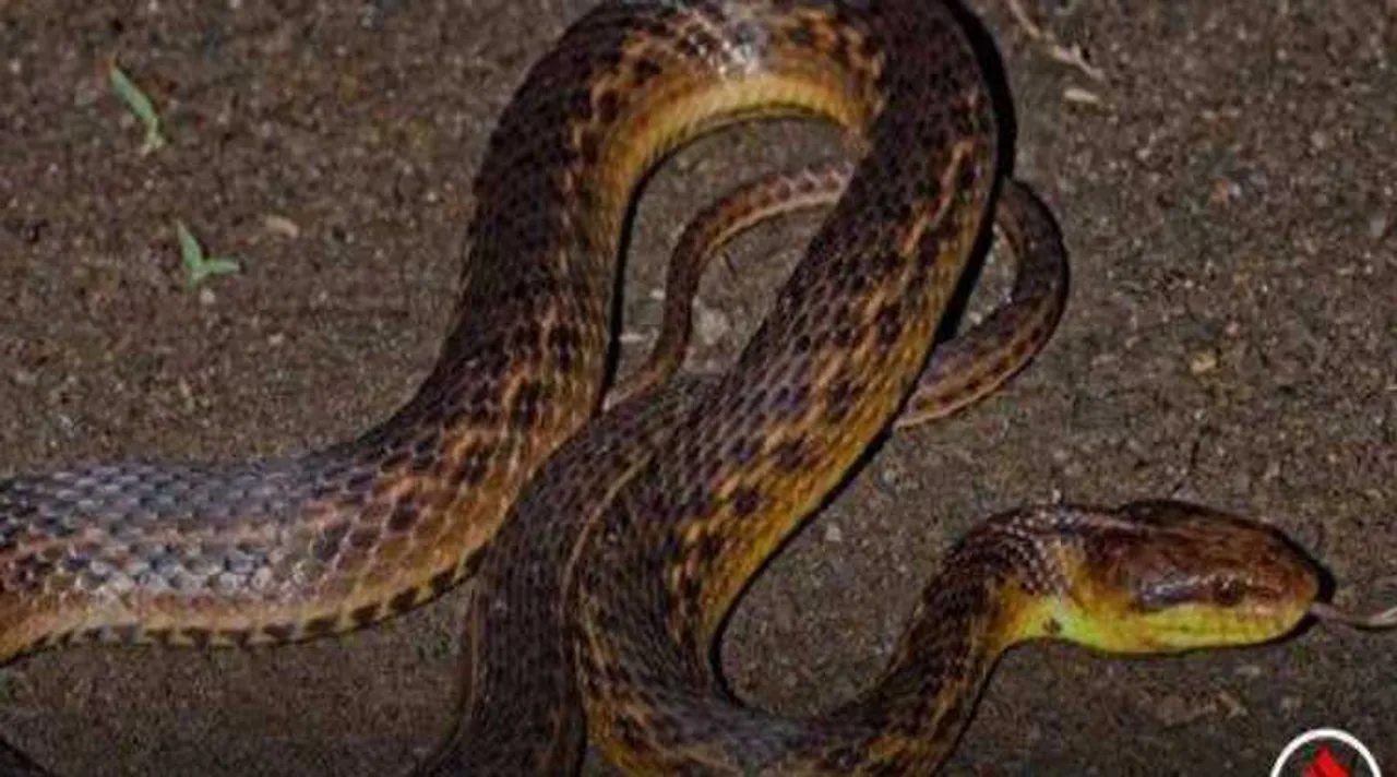 nivar cyclone, snake in house, snake rescue helpline number, சென்னை, நிவர் புயல், வீட்டுக்குள் பாம்பு வந்தால் தொடர்பு எண், சென்னை மக்கள் கவனத்திற்கு, snake rescue help number chennai people, nivar cyclone flood chennai nivar cyclone flood