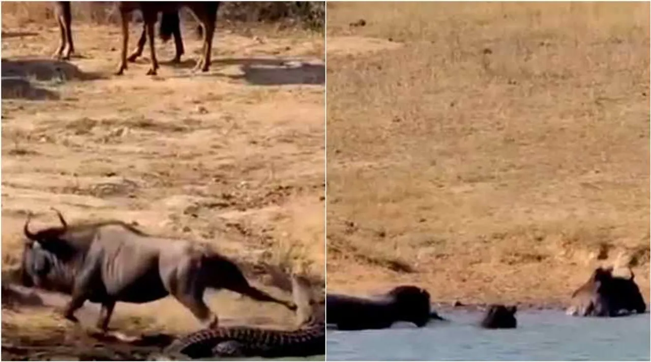 Hippopotamus rescued wild buffalo, hippopotamus rescued wild beast, காட்டெருமையைக் காப்பாற்றிய நீர் யானைகள், வைரல் வீடியோ, முதலையிடம் இருந்து காட்டெருமையை காப்பாற்றிய நீர் யானை, hippopotamus rescue wild beast from crocodile,tamil news, tamil viral news, viral video, trending videos