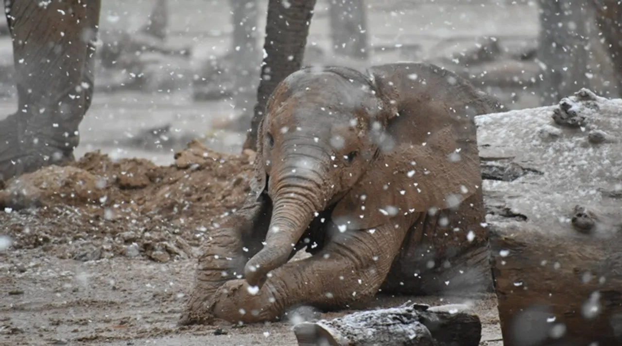 Baby elephant Penzi slips and slides in mud amid snowfall video goes viral on social media