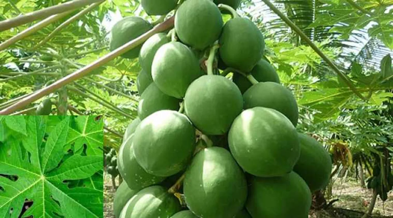 papaya leaves juice, papaya leaves juice health benefits, papaya leaves jice medical important, பப்பாளி, பப்பாளி இலையின் மருத்துவம், பப்பாளி இலை சாறு, பப்பாளி இலை ஜூஸ், papaya tree, how to make papaya leaves juice, பப்பாளி இலை ஜூஸின் மருத்துவப் பயன்கள், papaya juice drinks, papaya fruit, papaya juice, papaya tree, natural health benefits