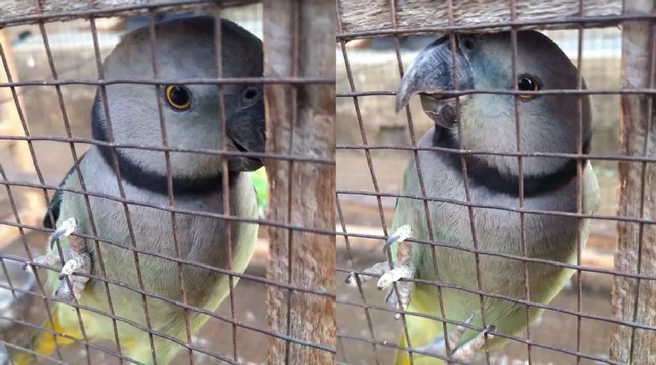 Trending Viral Video of Parakeet saying Meenukutty