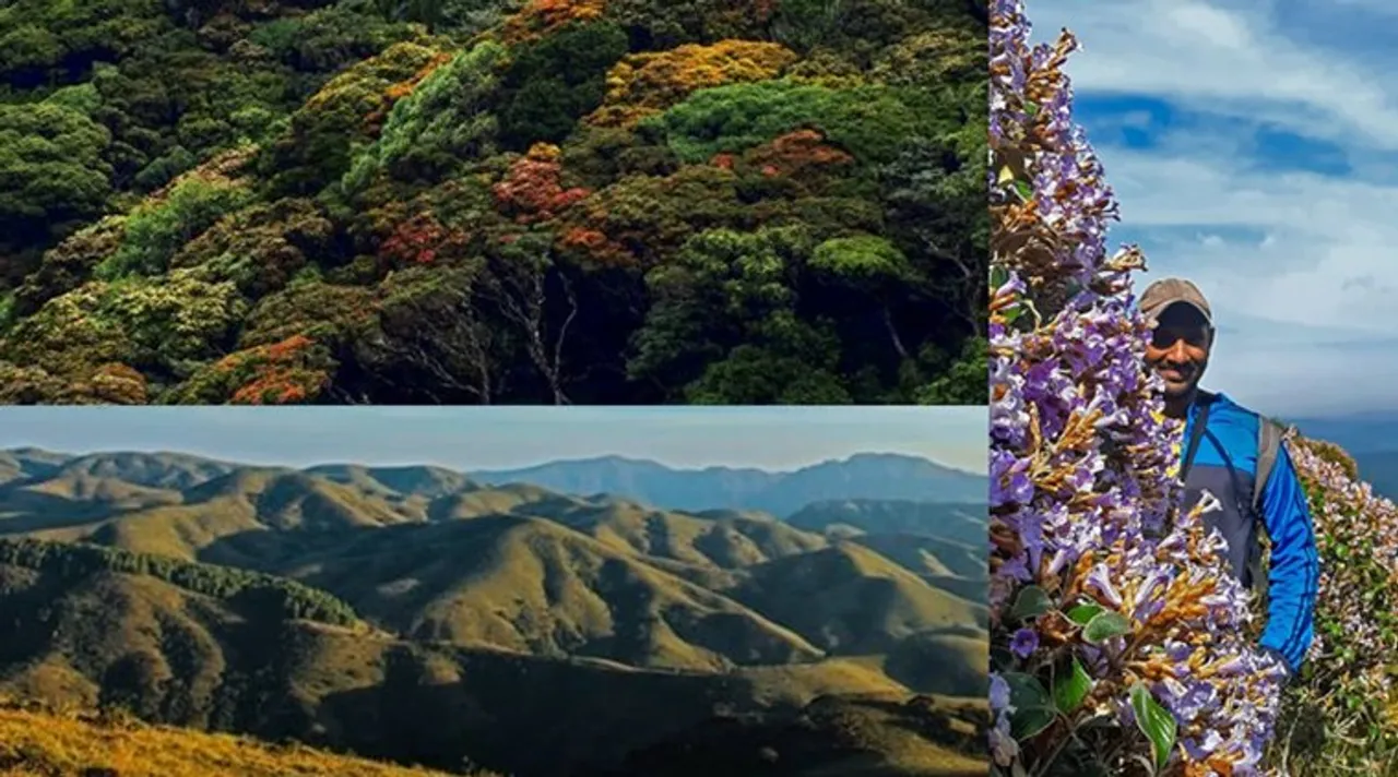 Ecologist Godwin Vasanth Bosco grows native shola trees and grass hill shrubs in Ooty