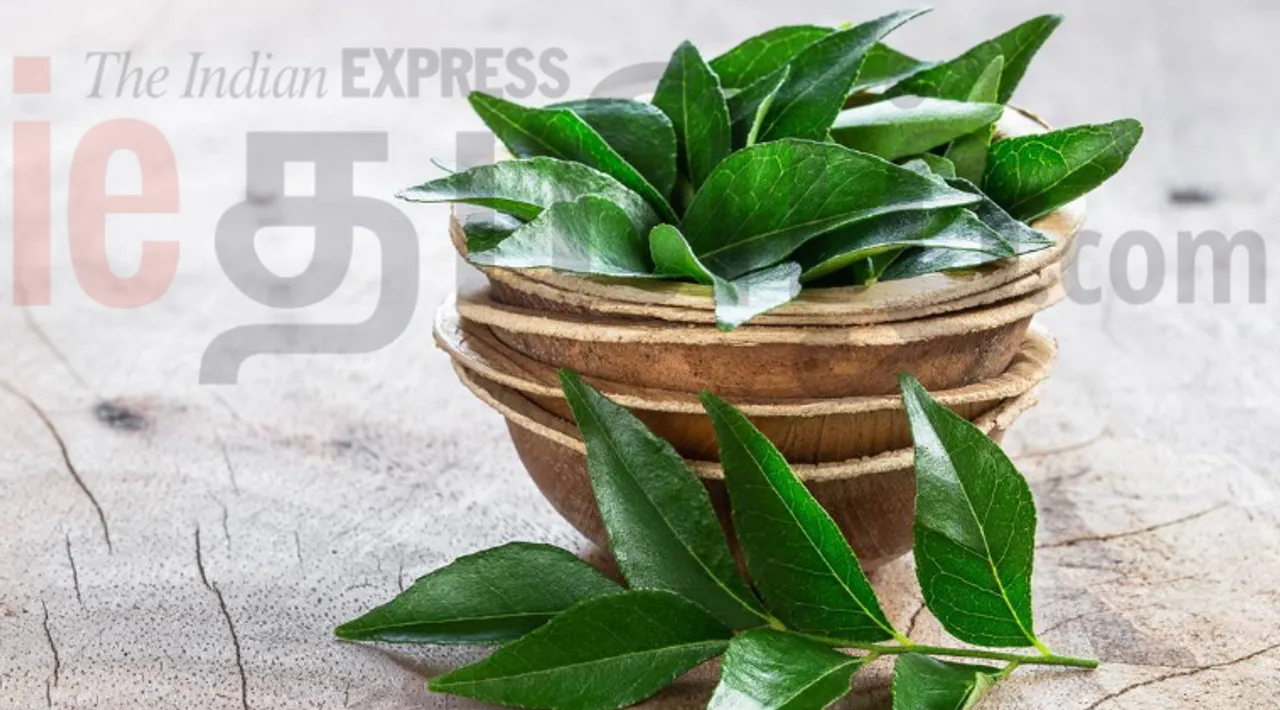 benefits curry leaves tamil news, benefits of curry leaves and how to use them
