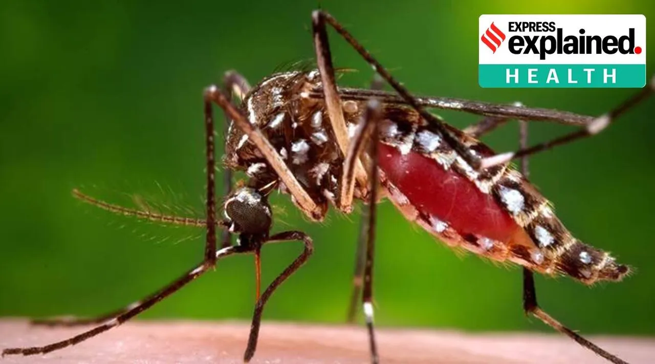 Mosquito protein inhibits number of viruses raises against covid too Tamil News