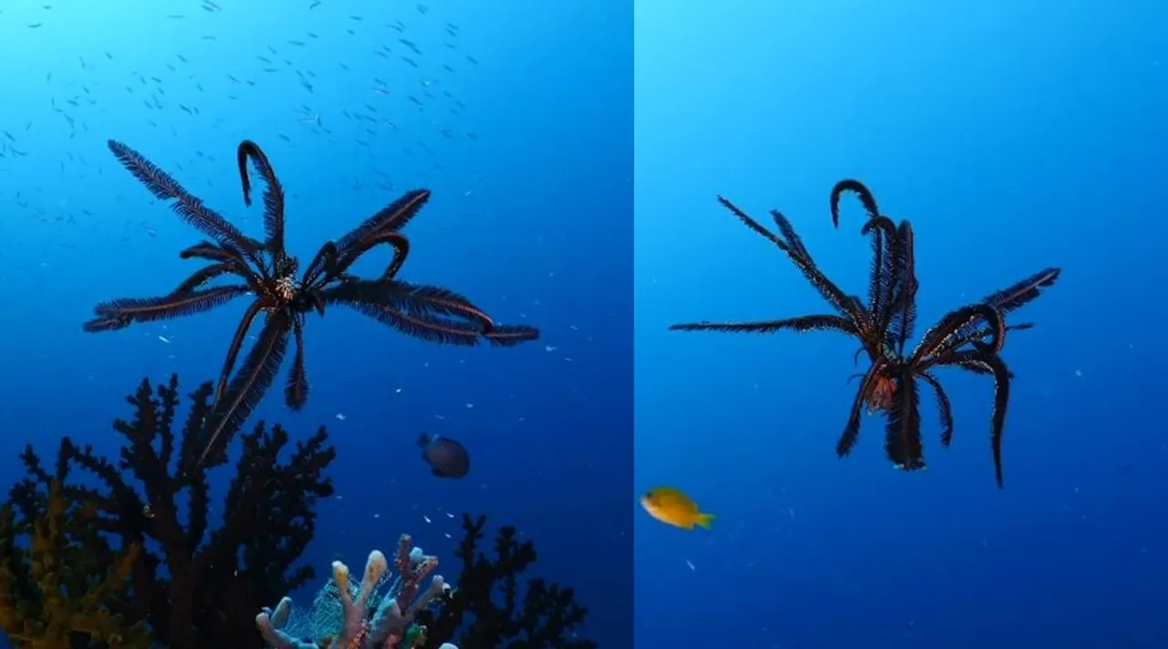 Viral video of Comatulida or feather stars hits instagram one million views