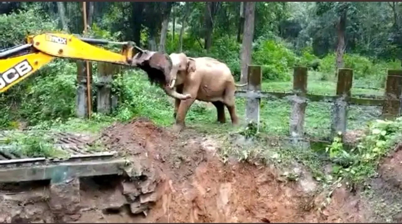 Trending viral video of Elephant fighting with JCB loader after rescued from muddy ditch