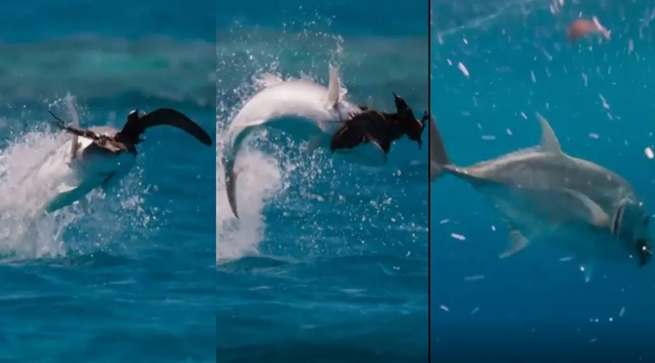 Viral video of giant trevally catching seabird