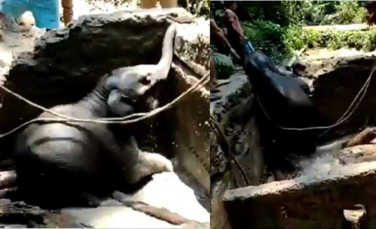 Viral news tamil baby elephant falls into reservoir gets rescued by forest officials