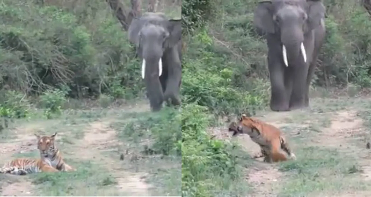 Elephants viral video, elephant cute viral videos,