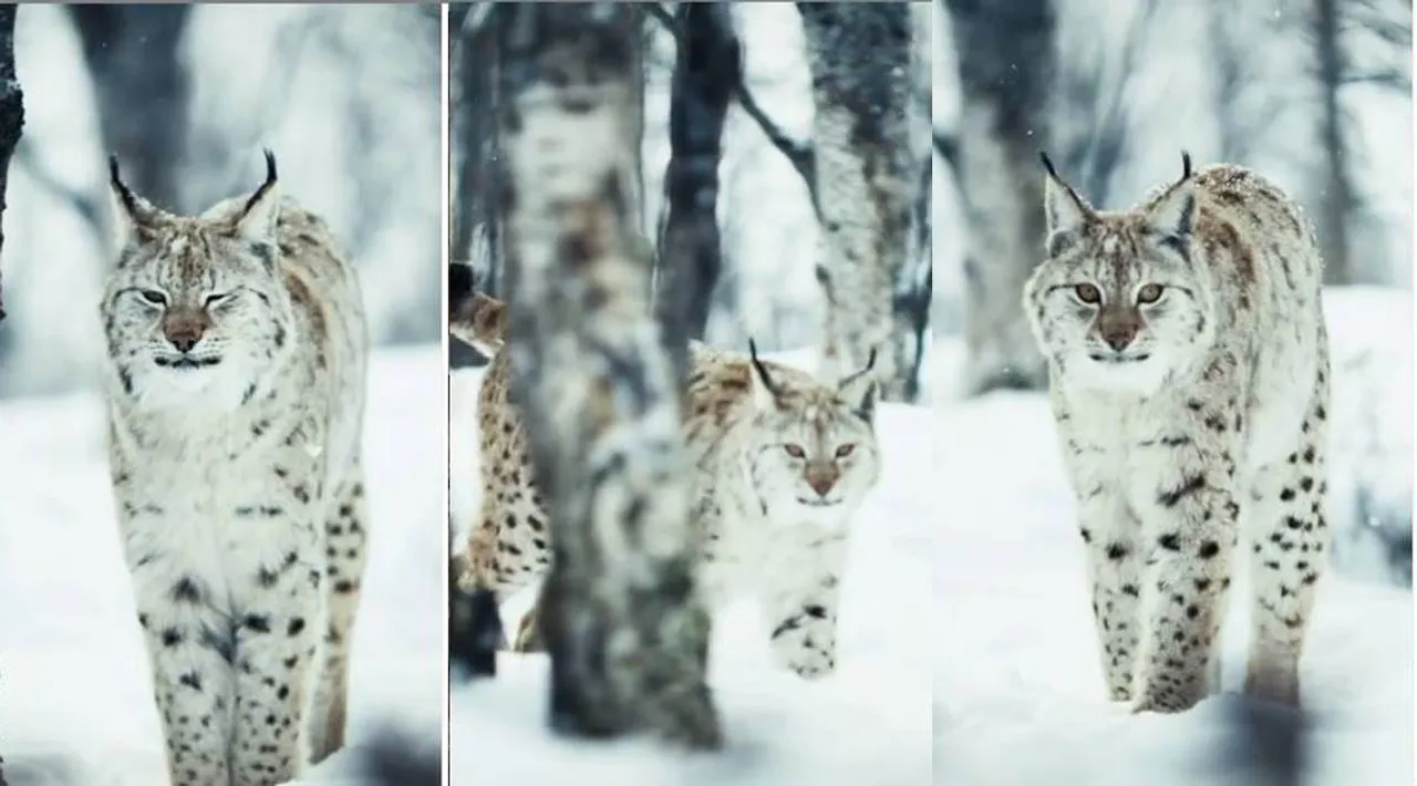 Trending viral video of camouflaged Eurasian lynx, trending video,